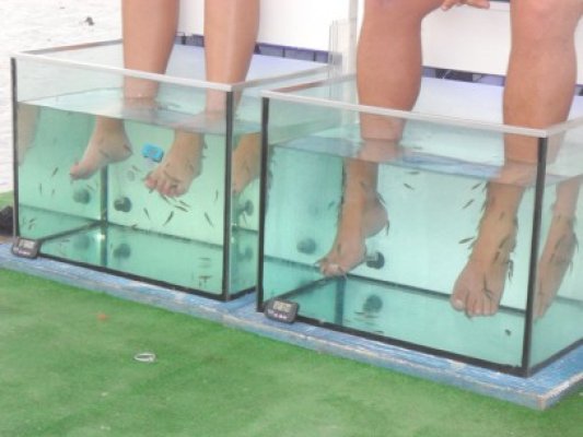 Peştele doctor, care-ţi face pedichiura, a ajuns şi în Mamaia